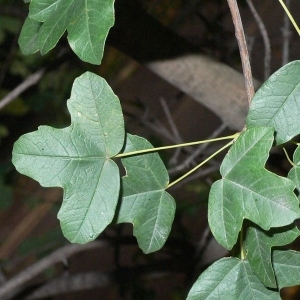 Photographie n°199620 du taxon Acer monspessulanum L. [1753]