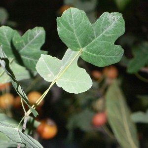 Photographie n°199621 du taxon Acer monspessulanum L. [1753]