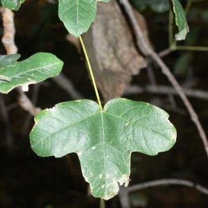 Photographie n°199622 du taxon Acer monspessulanum L. [1753]