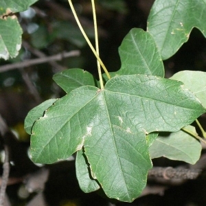 Photographie n°199624 du taxon Acer monspessulanum L. [1753]