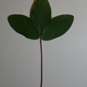 Photographie n°199628 du taxon Acer monspessulanum L.