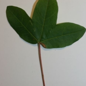 Photographie n°199634 du taxon Acer monspessulanum L.