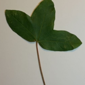 Photographie n°199635 du taxon Acer monspessulanum L.