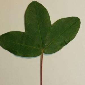 Photographie n°199640 du taxon Acer monspessulanum L.