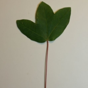 Photographie n°199643 du taxon Acer monspessulanum L.