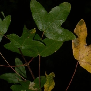 Photographie n°199650 du taxon Acer monspessulanum L.