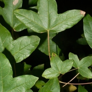 Photographie n°199652 du taxon Acer monspessulanum L.