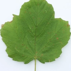 Photographie n°199682 du taxon Acer opalus Mill. [1768]