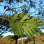  Pierre Bonnet - Albizia julibrissin Durazz. [1772]