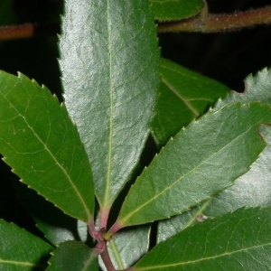 Photographie n°199872 du taxon Arbutus unedo L. [1753]