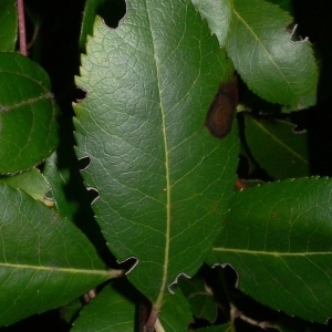 Photographie n°199875 du taxon Arbutus unedo L. [1753]