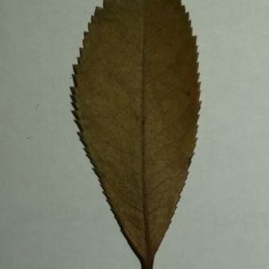 Photographie n°199876 du taxon Arbutus unedo L. [1753]