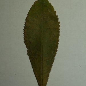 Photographie n°199878 du taxon Arbutus unedo L. [1753]