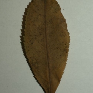 Photographie n°199881 du taxon Arbutus unedo L. [1753]