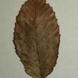 Photographie n°199992 du taxon Carpinus betulus L. [1753]