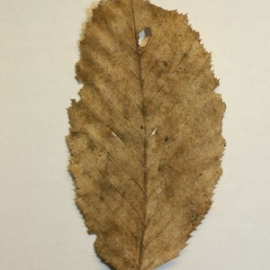 Photographie n°199996 du taxon Carpinus betulus L. [1753]