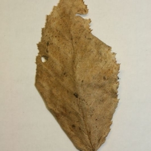 Photographie n°199998 du taxon Carpinus betulus L. [1753]