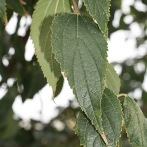 Photographie n°200006 du taxon Celtis australis L. [1753]