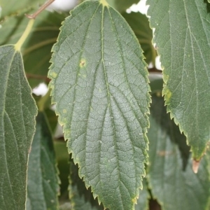 Photographie n°200007 du taxon Celtis australis L. [1753]