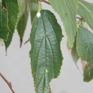 Photographie n°200008 du taxon Celtis australis L. [1753]