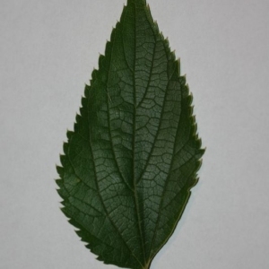 Photographie n°200011 du taxon Celtis australis L. [1753]