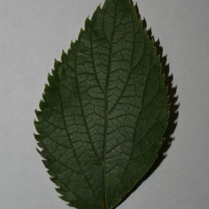 Photographie n°200012 du taxon Celtis australis L. [1753]