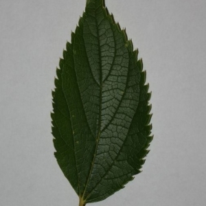 Photographie n°200025 du taxon Celtis australis L. [1753]