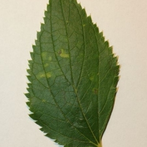 Photographie n°200028 du taxon Celtis australis L. [1753]