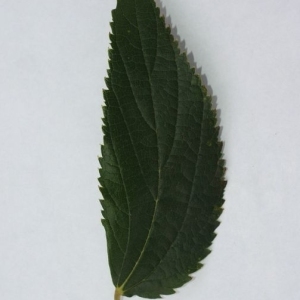 Photographie n°200029 du taxon Celtis australis L. [1753]