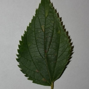 Photographie n°200030 du taxon Celtis australis L. [1753]