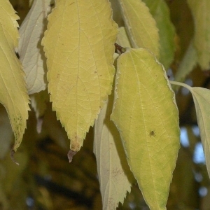 Photographie n°200032 du taxon Celtis australis L. [1753]