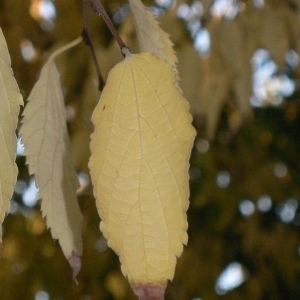 Photographie n°200033 du taxon Celtis australis L. [1753]