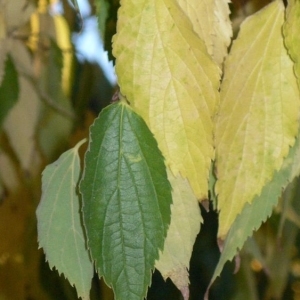 Photographie n°200038 du taxon Celtis australis L. [1753]