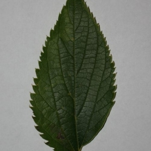 Photographie n°200041 du taxon Celtis australis L. [1753]