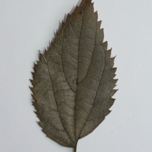 Photographie n°200051 du taxon Celtis australis L. [1753]