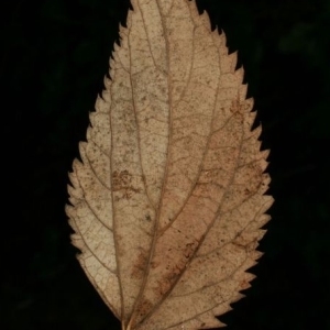 Photographie n°200052 du taxon Celtis australis L. [1753]