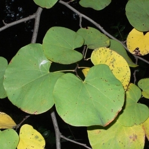 Photographie n°200057 du taxon Cercis siliquastrum L. [1753]