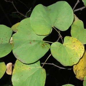 Photographie n°200058 du taxon Cercis siliquastrum L. [1753]