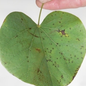 Photographie n°200059 du taxon Cercis siliquastrum L. [1753]