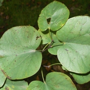 Photographie n°200060 du taxon Cercis siliquastrum L. [1753]