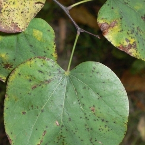 Photographie n°200062 du taxon Cercis siliquastrum L. [1753]