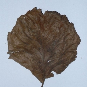Photographie n°200103 du taxon Corylus avellana L. [1753]