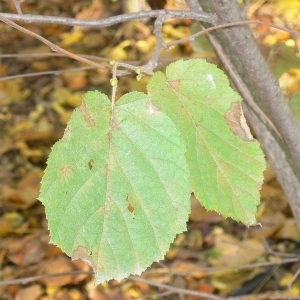 Photographie n°200109 du taxon Corylus avellana L.