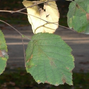 Photographie n°200110 du taxon Corylus avellana L.