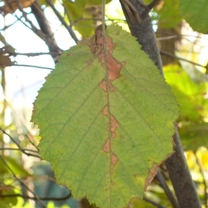 Photographie n°200115 du taxon Corylus avellana L.