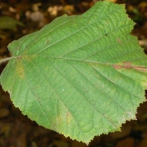 Photographie n°200117 du taxon Corylus avellana L.