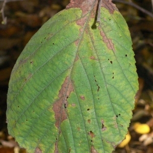 Photographie n°200118 du taxon Corylus avellana L.