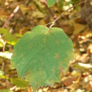 Photographie n°200119 du taxon Corylus avellana L.