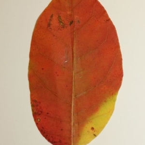 Photographie n°200126 du taxon Cotinus coggygria Scop. [1771]