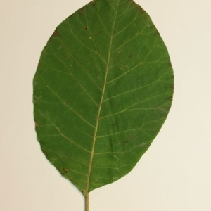 Photographie n°200133 du taxon Cotinus coggygria Scop. [1771]